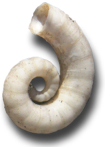 spiral-shell